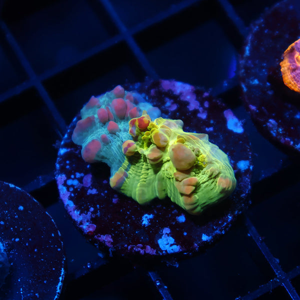 WWC Cosmic Candy Bounce Chalice