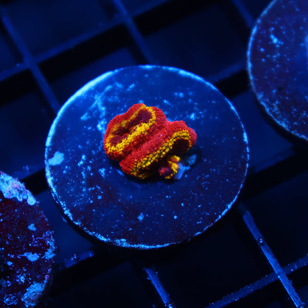 OG Black Hole Sun Acan Lord