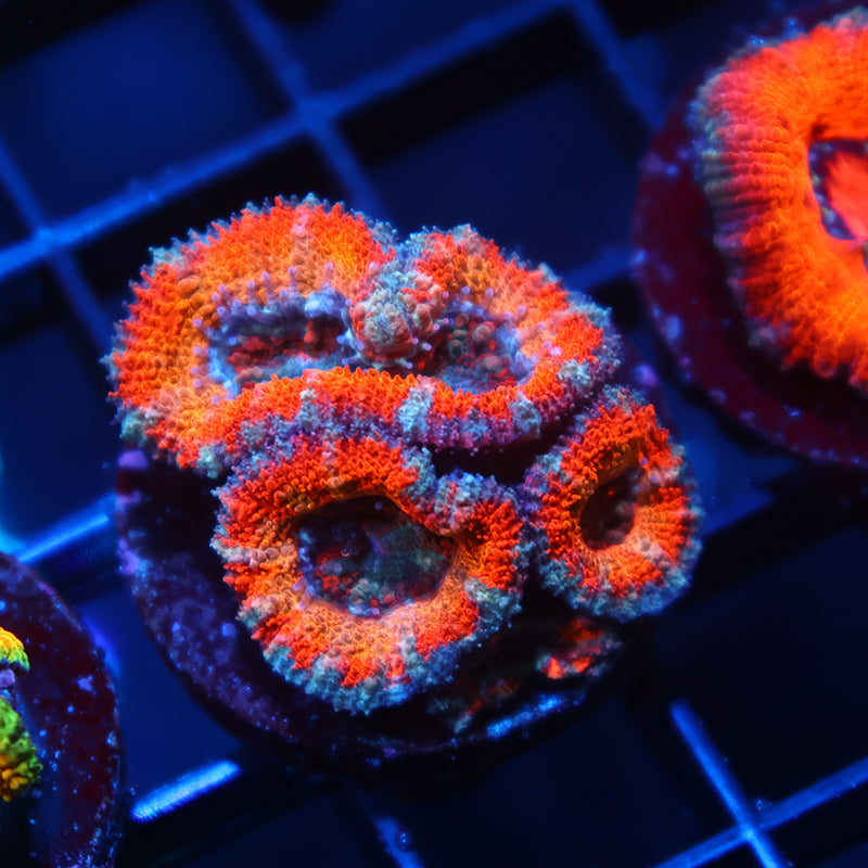 TCK Solar Storm Acan Lord