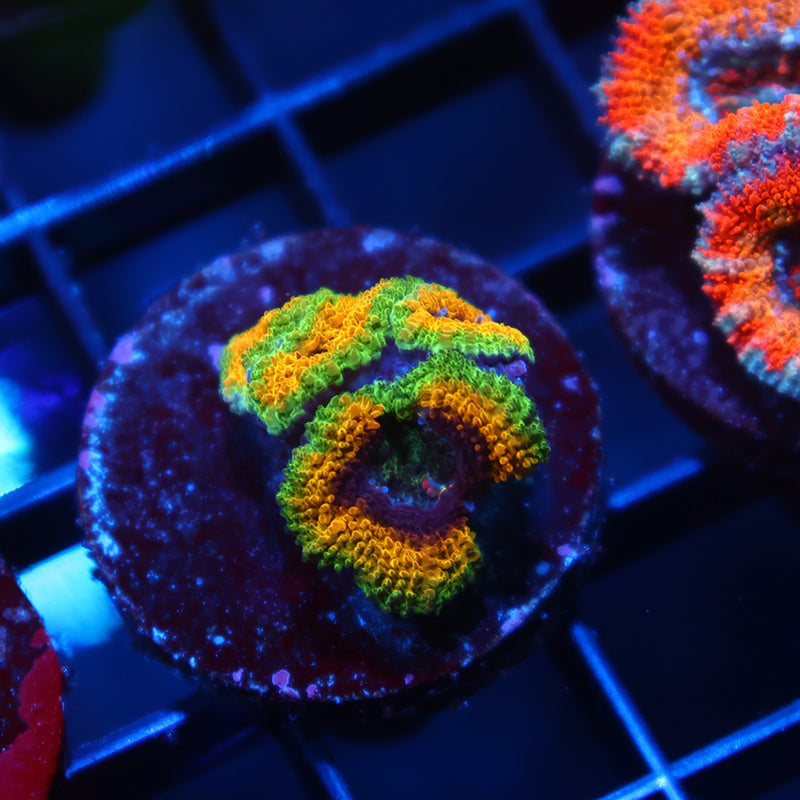 TCK OG Mardi Gras Acan Lord