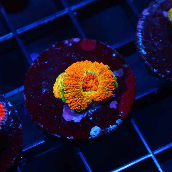 BSA Killshot Acan Lord