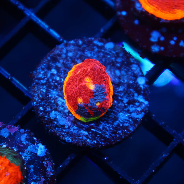 TCK Dynamite Rainbow Chalice