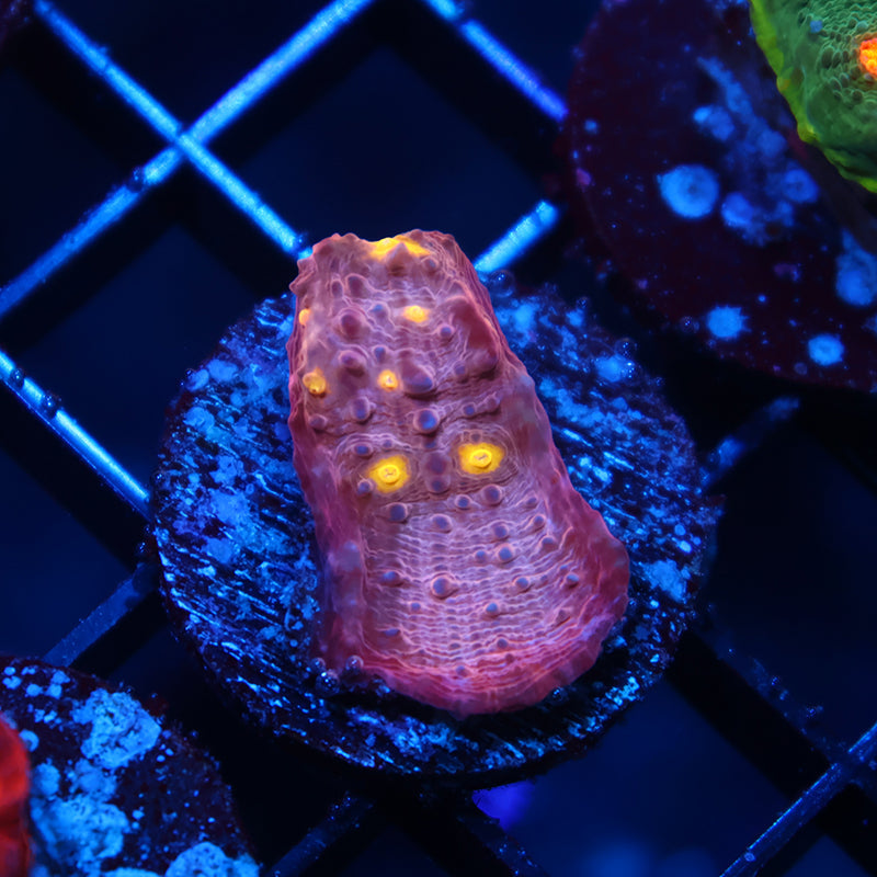 TCK Whirly Pop Chalice