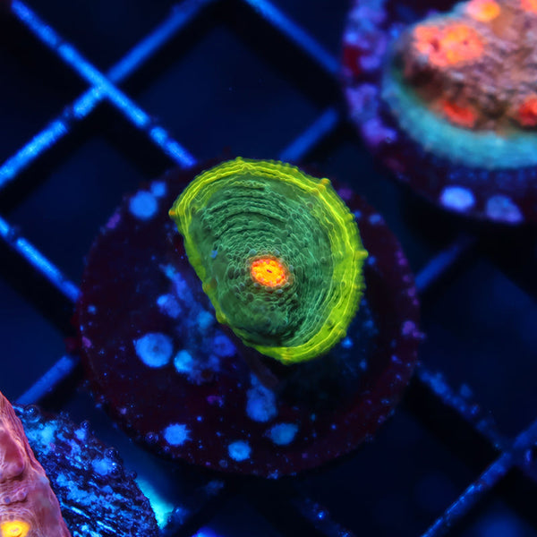 WWC Touchdown Chalice