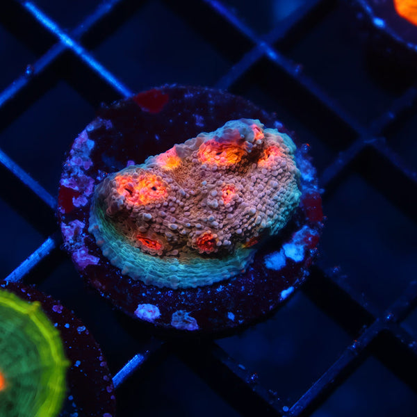 OG Purple Urkel Chalice