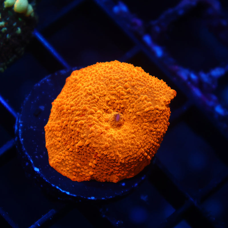 TCK Jawbreaker Mushroom