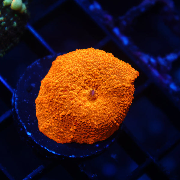 TCK Jawbreaker Mushroom