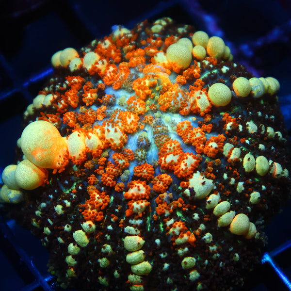 TCK Powerball Bounce Mushroom