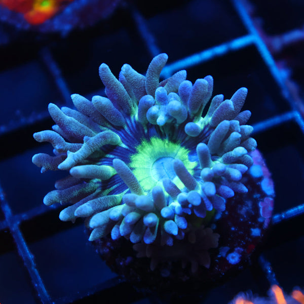 WWC Dream Catcher Duncan