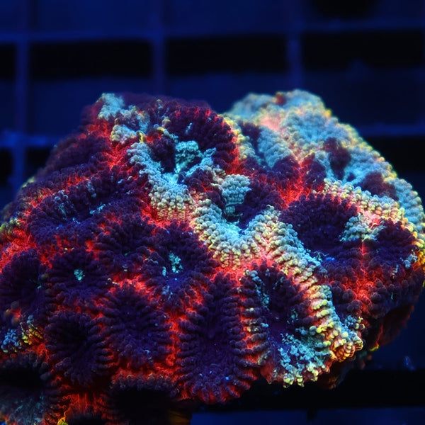 Lg CC Full Tilt Favia