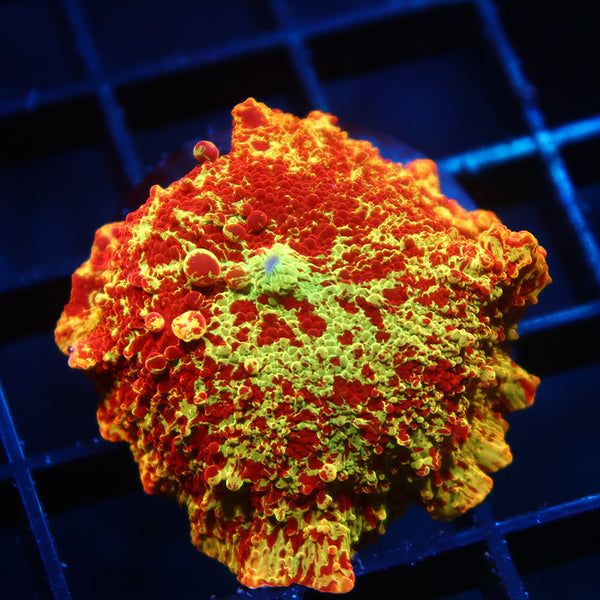 Insane Mythical Corals Eclectus Bounce Mushroom