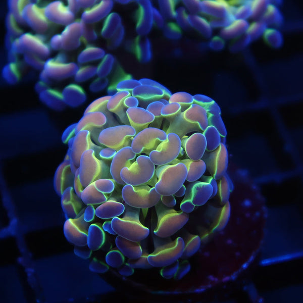 TCK Branching Tiny Hologram Hammer