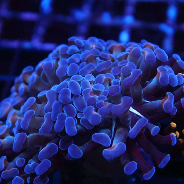 TCK "Salty's Torch" Hybrid Euphyllia Blue Side