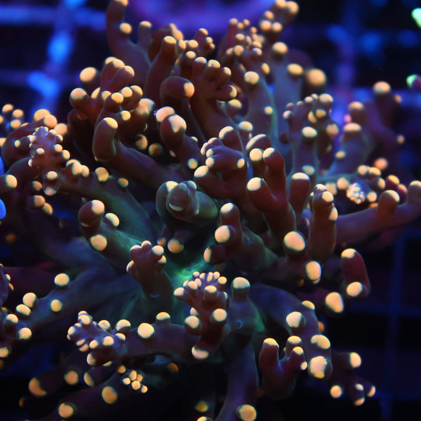 TCK Branching Gold "Beanbag" Frogspawn