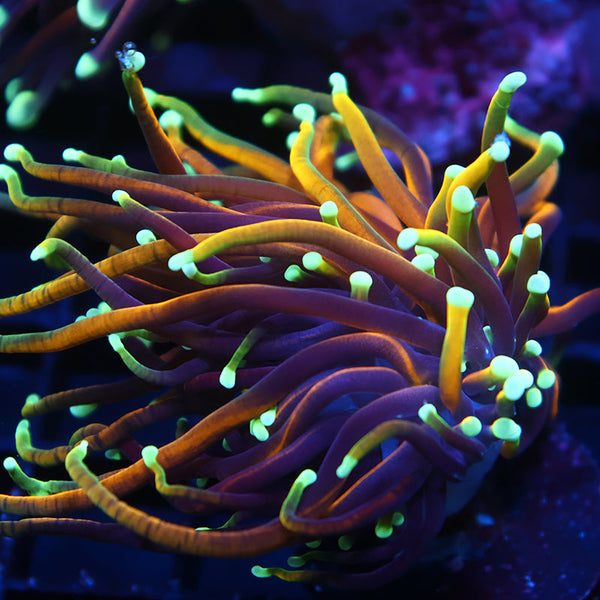 TCK Incinerator Torch