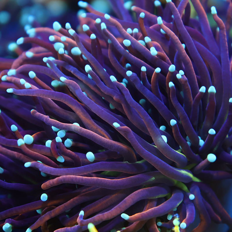 TCK White Tips Indo Gold Torch