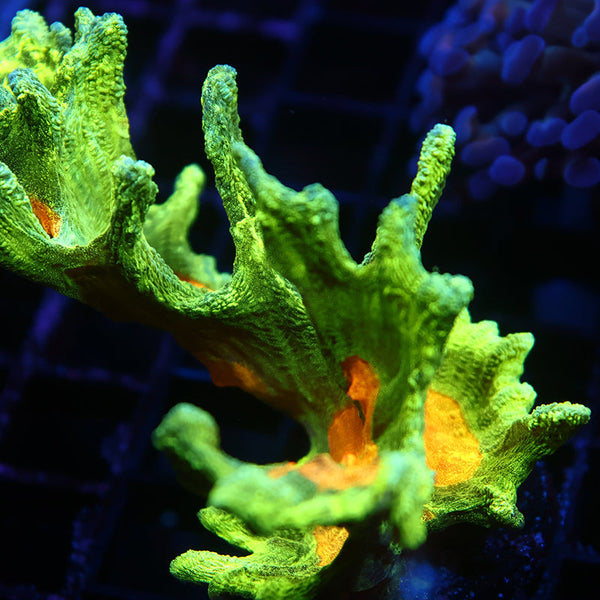 Lg Space Invader Pectinia