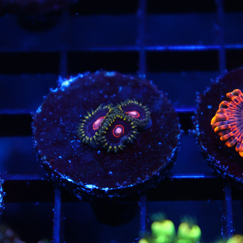 Neat Zoas
