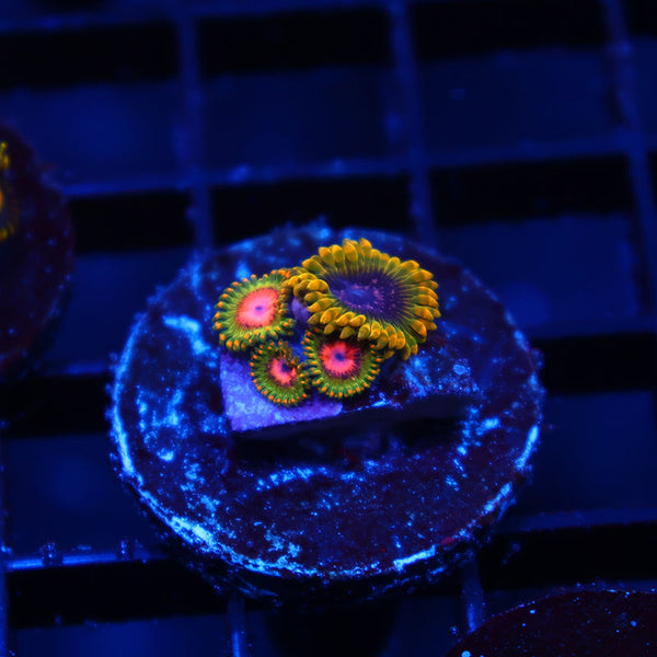 JF Acid Reflux with Awesome Blossoms