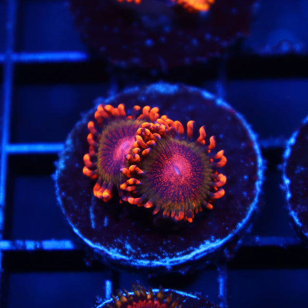 TCK OG Speckle Kraks