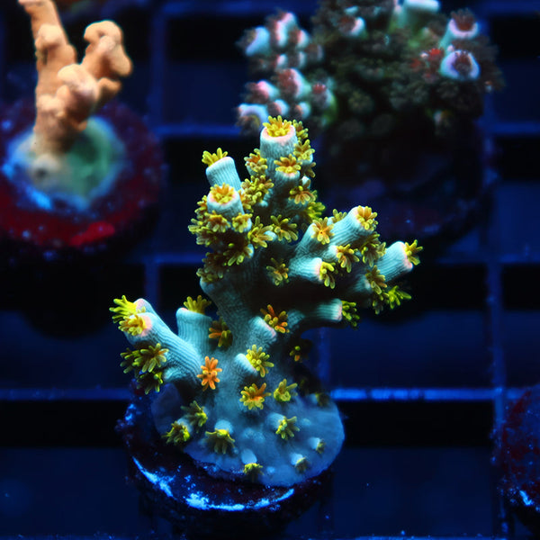 TCK Rainbow Unicorn Speciosa