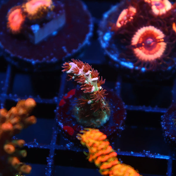 TCK Bubblegum Tenuis