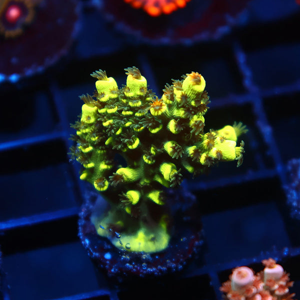 TCK Solar Beam Tenuis