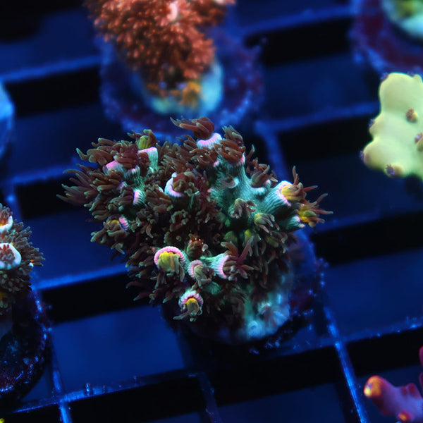 TCK Lemonfire Tenuis