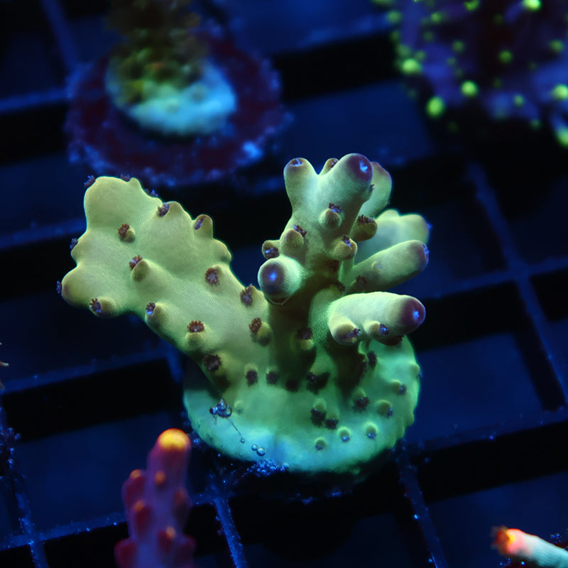 TCK Ice Granulosa