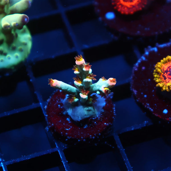 TCK Sour Skittles Speciosa