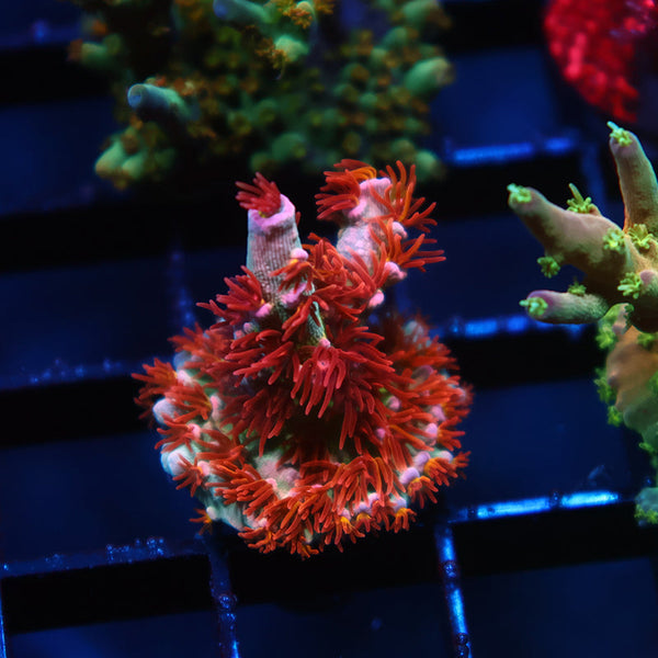 TCK Gamechanger Tenuis