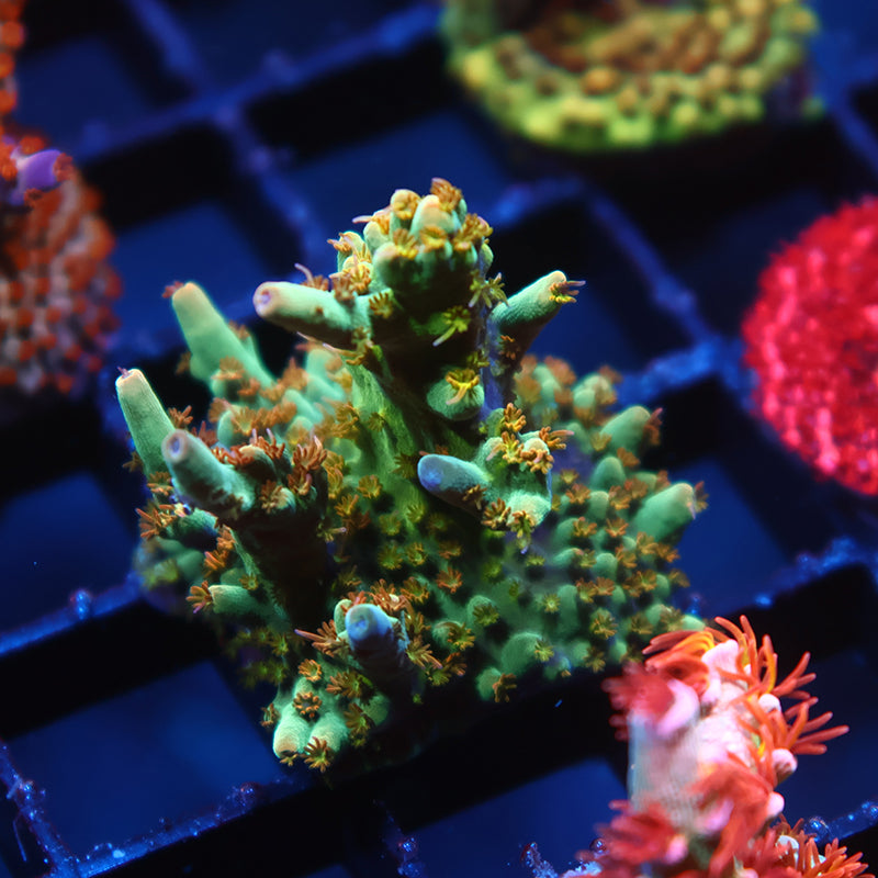TCK Pink Polyp Shortcake