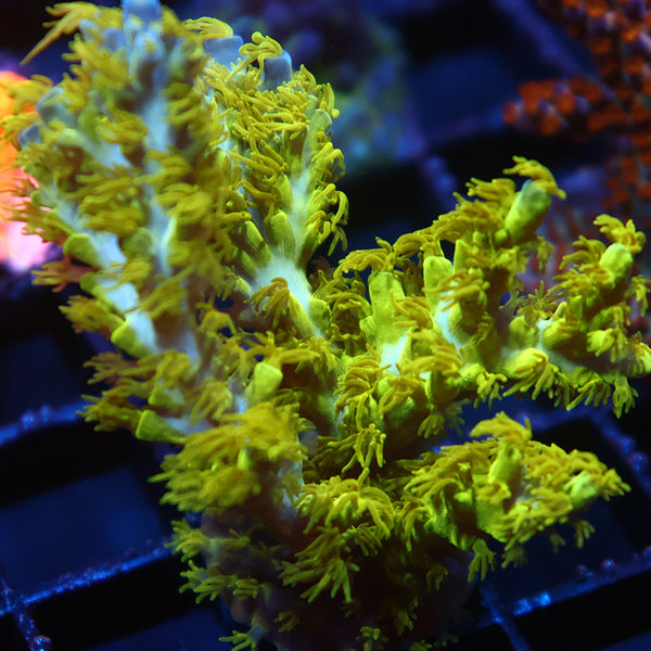 RRC Marvin the Martian