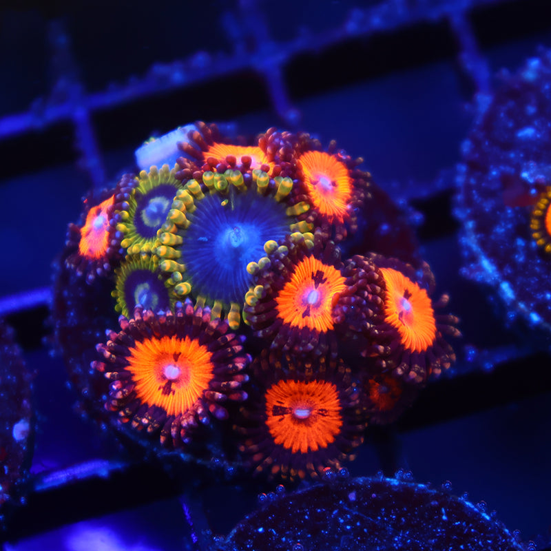 WWC Bloodsuckers/Rainbow Yodas