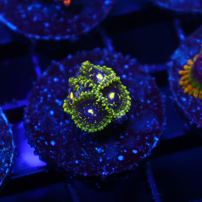 Exospheres