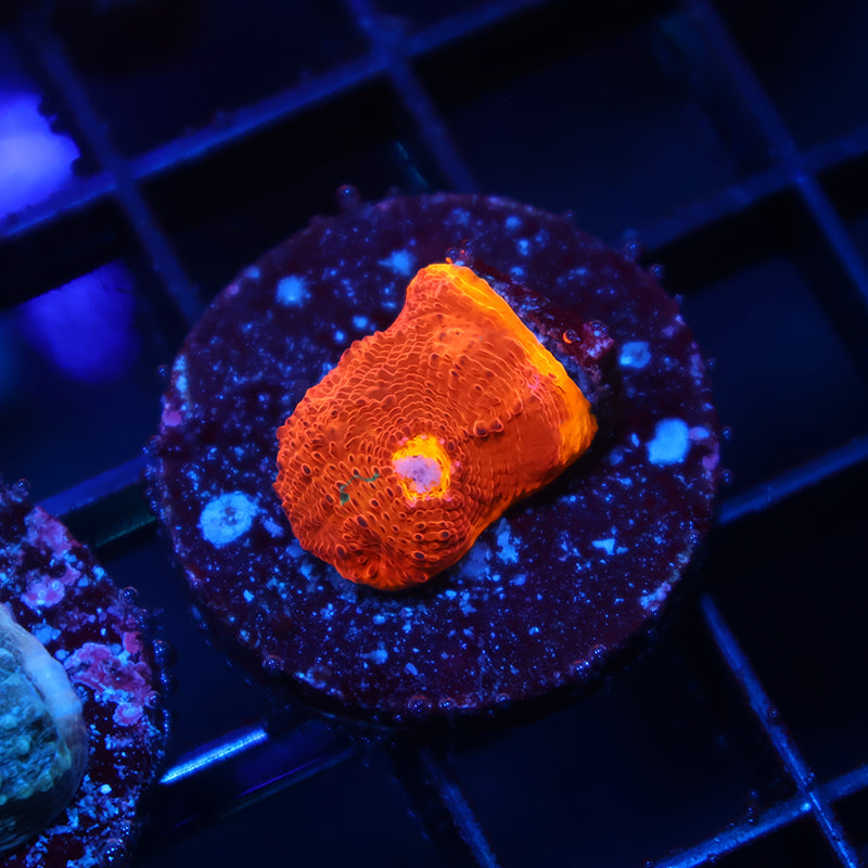 TCK Amazing Rainbow Chalice Red Side