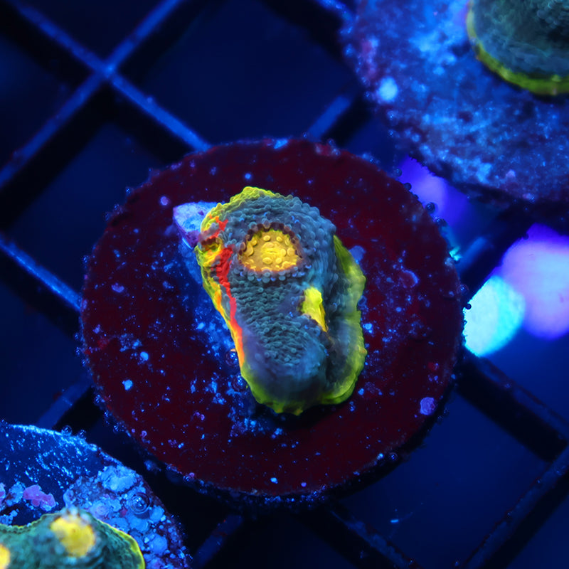 TCK Ultimate Rainbow Chalice