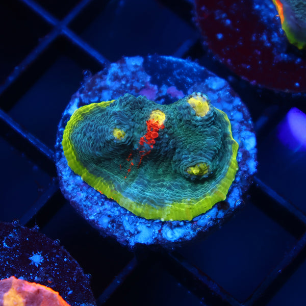 TCK Rainbow Flamethrower Chalice