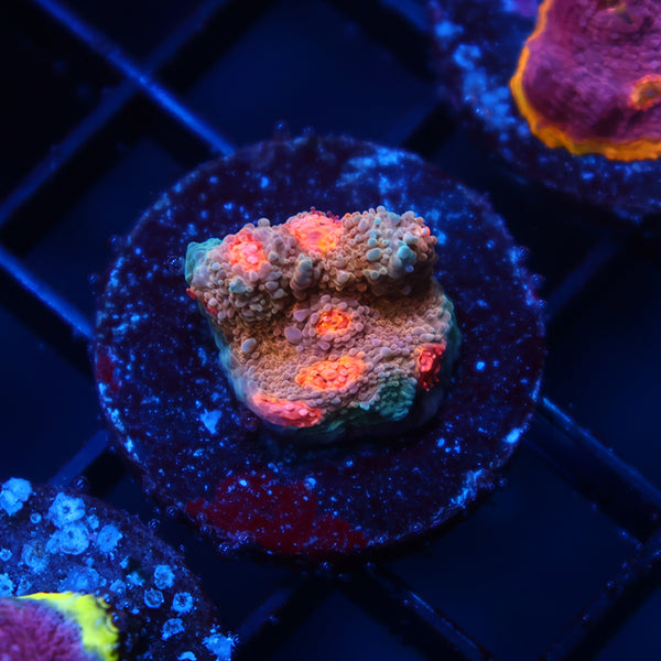 OG Purple Urkel Chalice