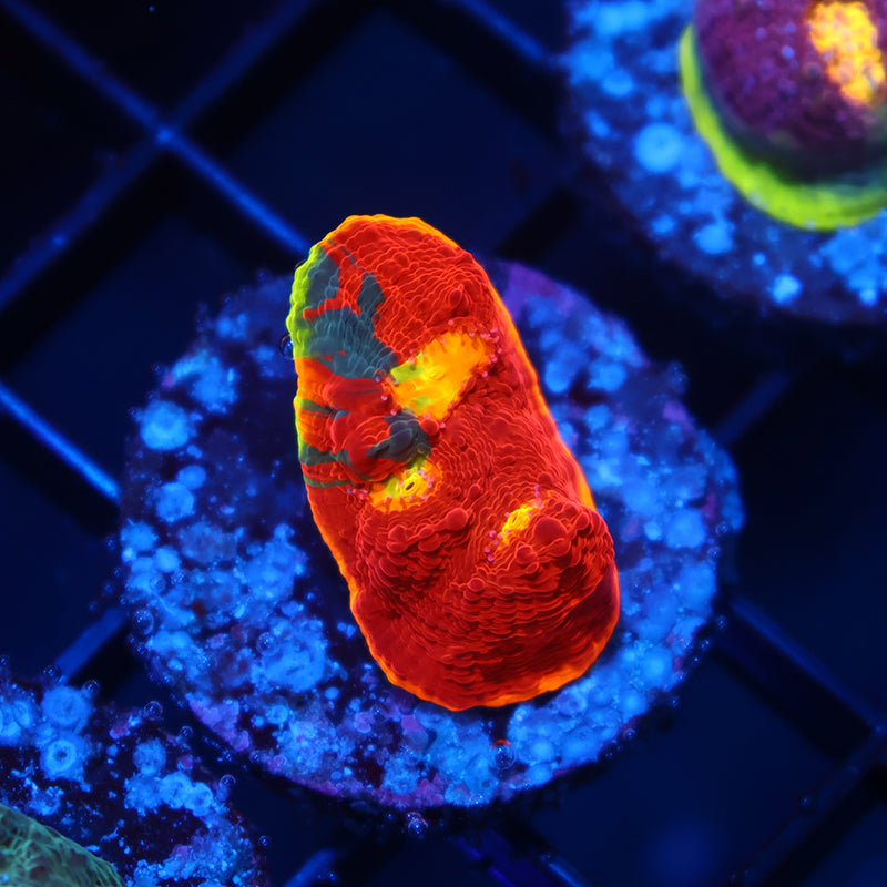 TCK Dynamite Rainbow Chalice