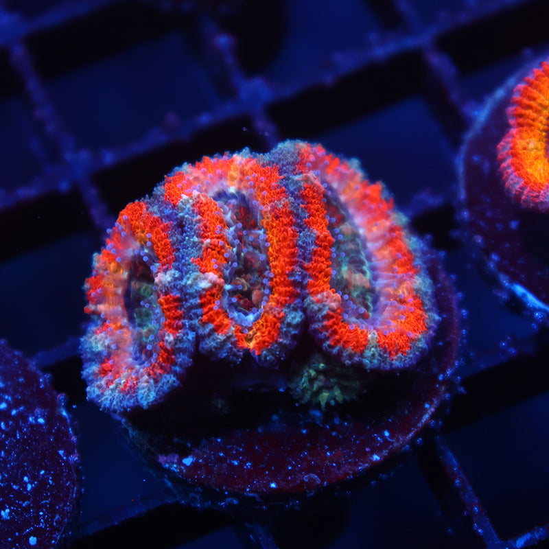 TCK Solar Storm Acan Lord