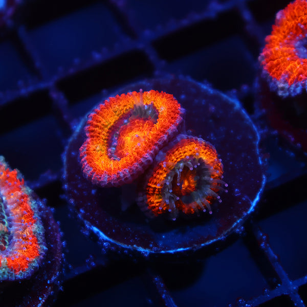 TCK Rainbowbrite Acan Lord