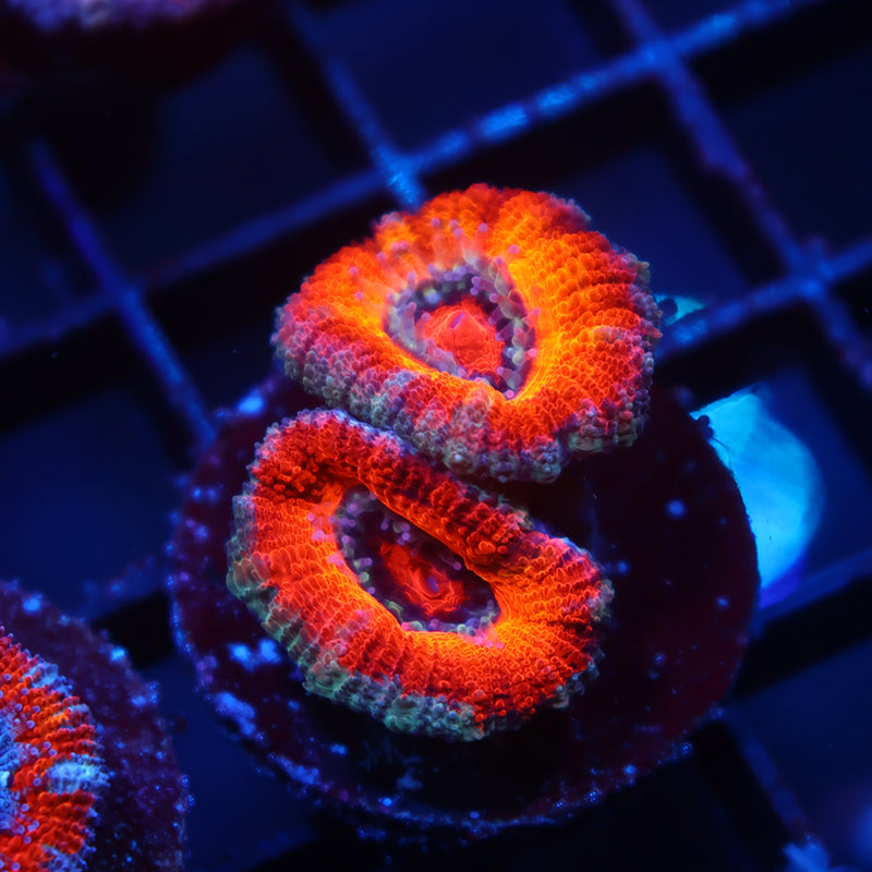 TCK Orange Rainbow Acan Lord
