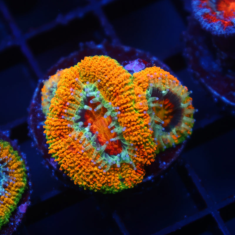 BSA Killshot Acan Lord