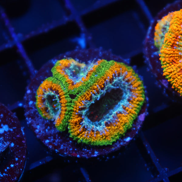 TCK OG Mardi Gras Acan Lord