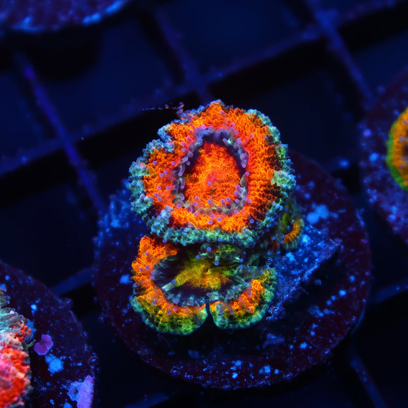 TCK Awesome Orange Acan Lord