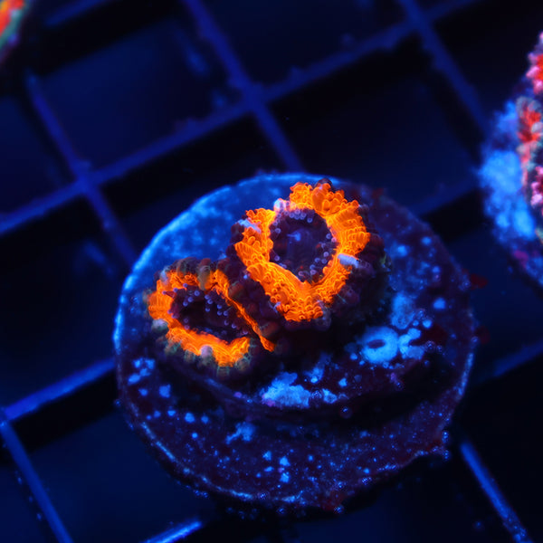 TCK Halloween Acan Lord