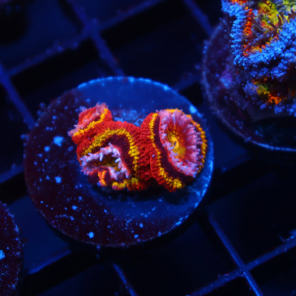 TCK OG Black Hole Sun Acan Lord