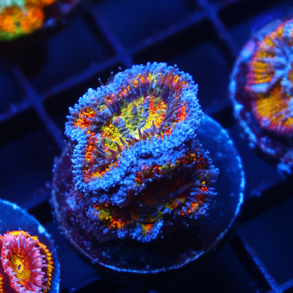 TCK Quantum Realm Acan Lord