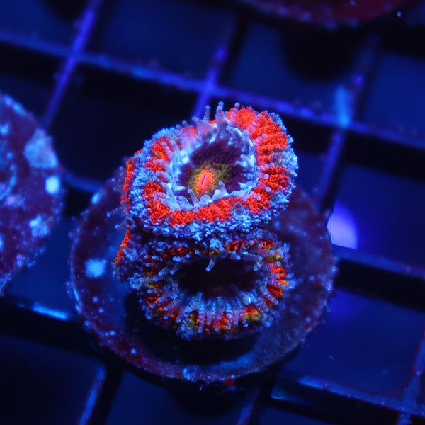 TCK Rainbow Centers Acan Lord